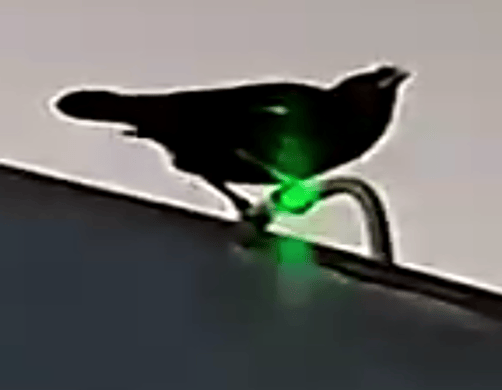 鸟类识别准确率提升80%，海康威视推出大模型探驱鸟一体机(图3)